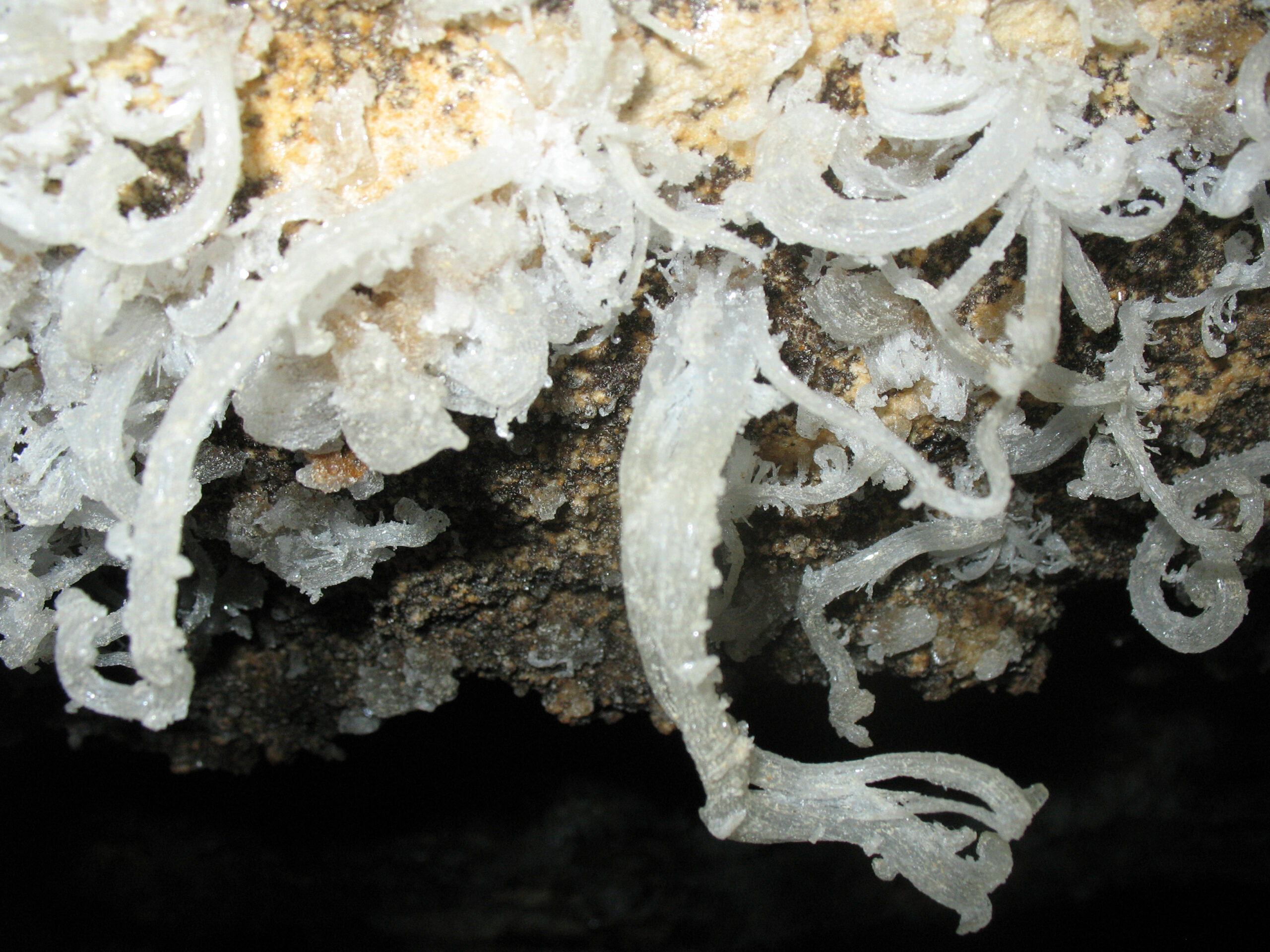 Gypsum flower in Horsethief Cave Wyoming